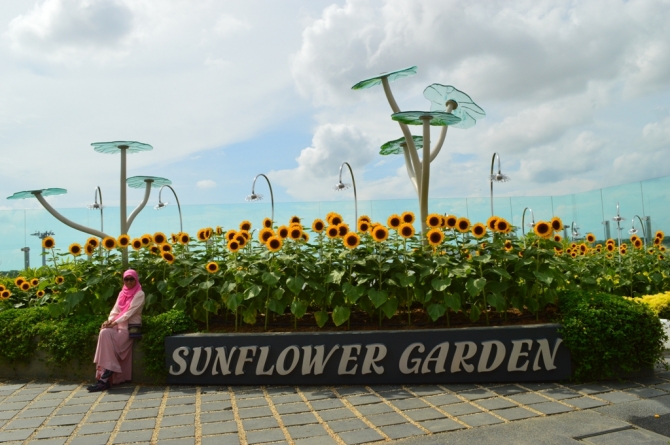 Enhi / Sunflower