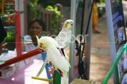 Flona 2013 Hadirkan “Kampung Hijau” Di Jakarta