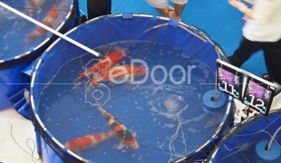 10th All Indonesia Koi Show 2013 Kontes KOI Terbesar Di Akhir Tahun