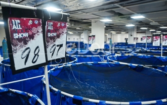 11th All Indonesia KOI Show 2014, Kontes Ikan Koi Terbesar Di Indonesia