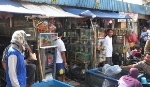 Ikan Hias Murah Dan Unik Di Pasar Jatinegara