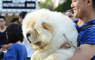 Kontes Anjing Berbakat Di Dog Does Disco Sakura 2015