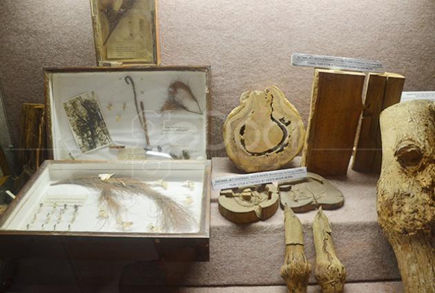 Museum Kehutanan Dan Taman Hutan Manggala Wanabakti Mengenal Lebih Jauh Hutan Di Indonesia
