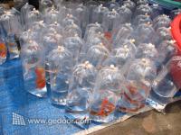Ikan Red Fin