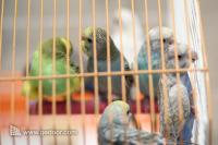 Fauna di Flora Fest 2012