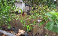Membeli Tanaman Buah Di Jatinegara